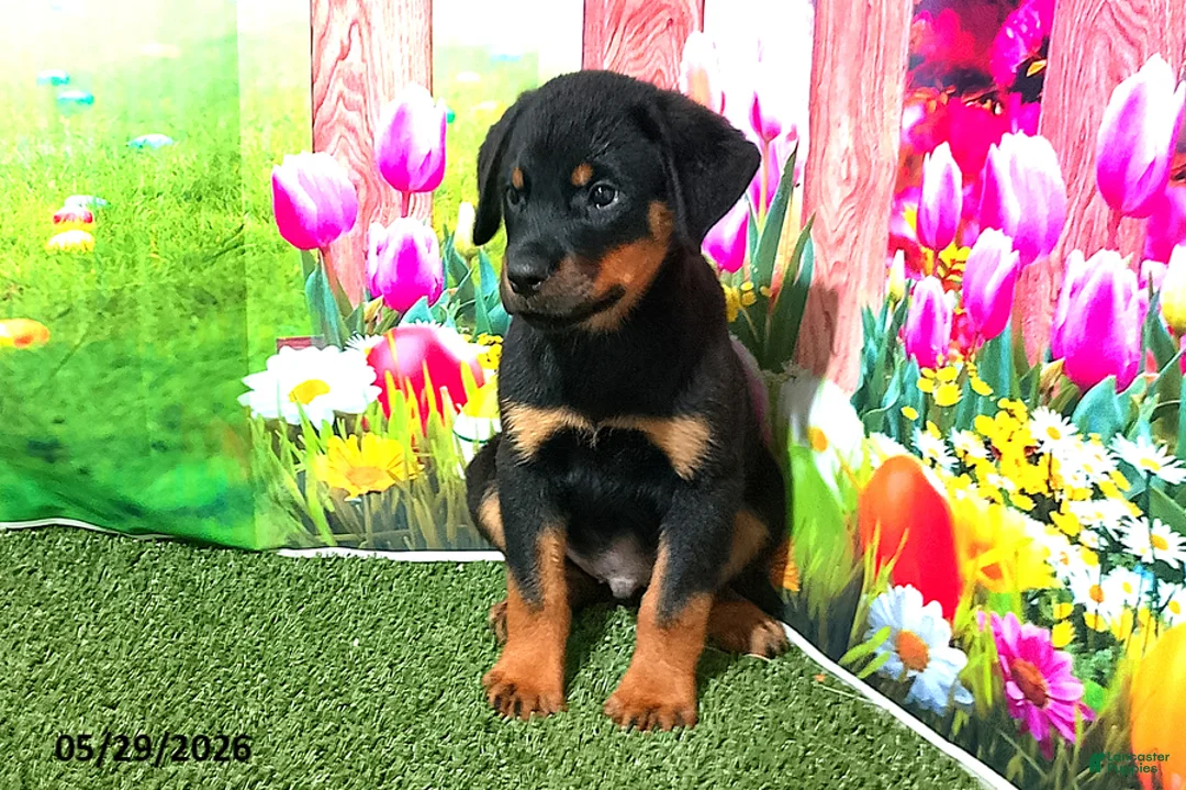 Rottweiler dogs for sale: Bella - Ad 1