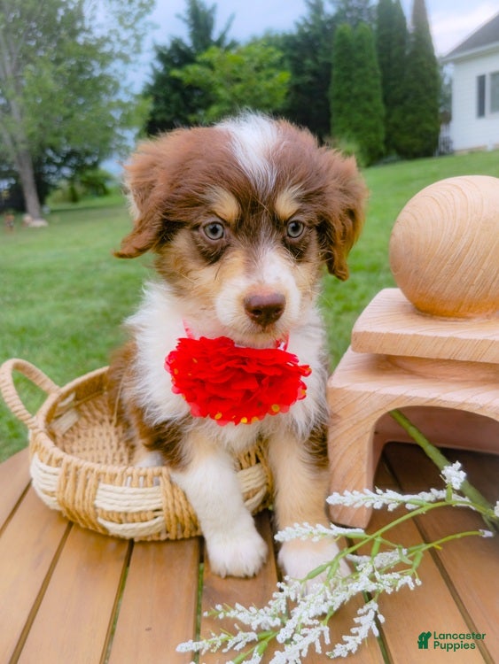 Aussiedoodle dogs Musk Melon - Ad 1