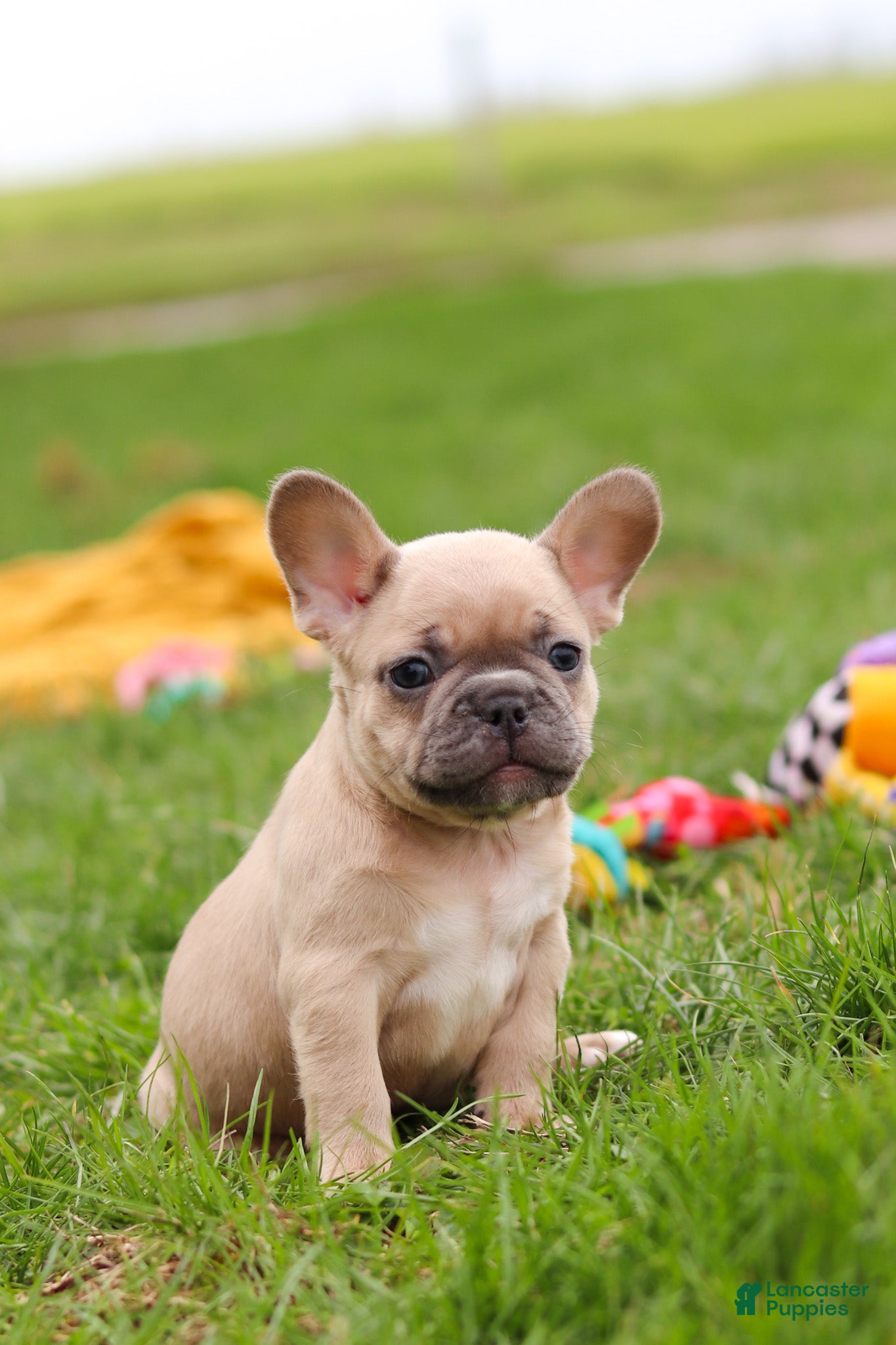 French Bulldog dogs Layla  - Ad 1