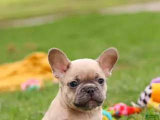 French Bulldog dogs for sale: Layla - Ad 3