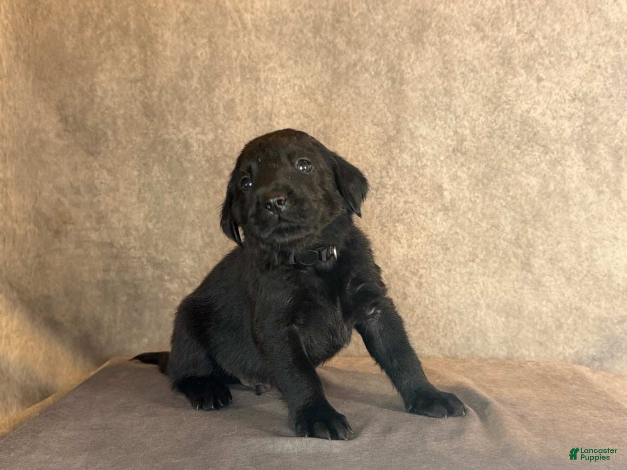 Labrador Retriever dogs Mr Black - Ad 2