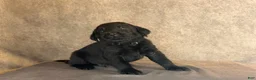 Labrador Retriever dogs for sale: Mr Black - Ad 2