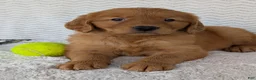 Golden Retriever dogs for sale: Lincoln  - Ad 5