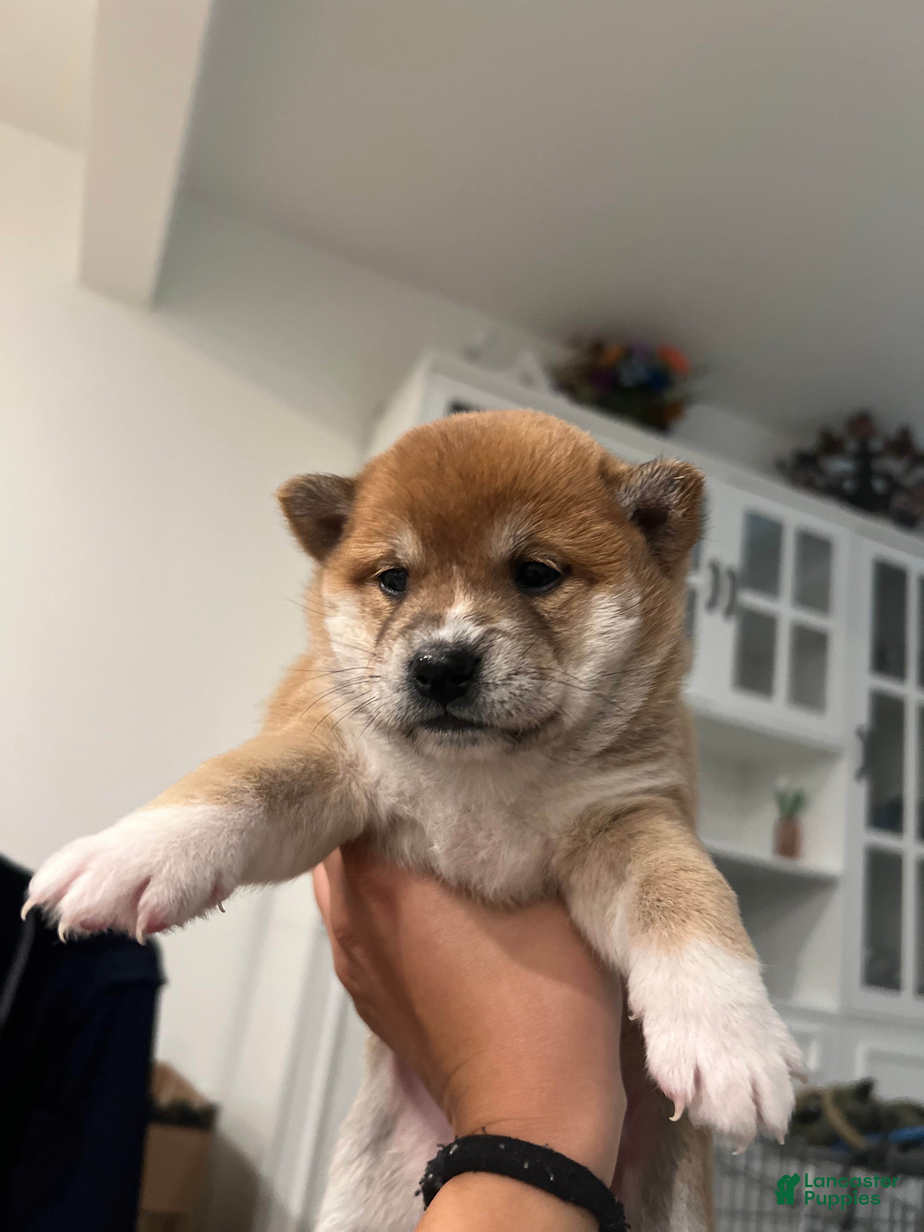 Shiba Inu dogs Shiba Inu Puppy 1 - Ad 8