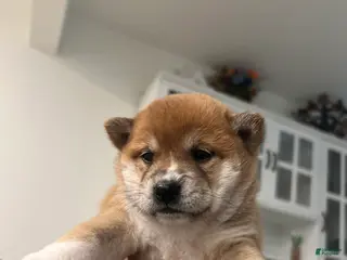Shiba Inu dogs Shiba Inu Puppy 1 - Ad 32