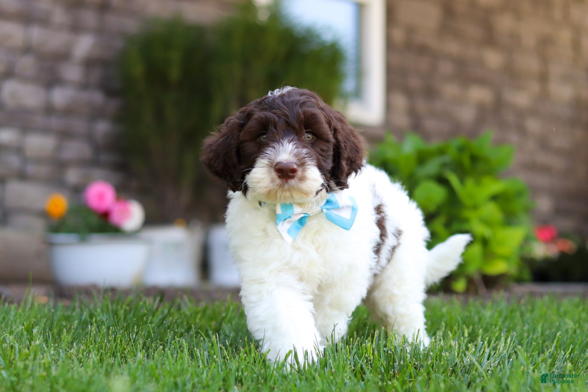 Portuguese Water Dog dogs for sale: Charlie - Ad 2