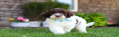 Charlie