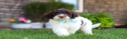Portuguese Water Dog dogs for sale: Charlie - Ad 1