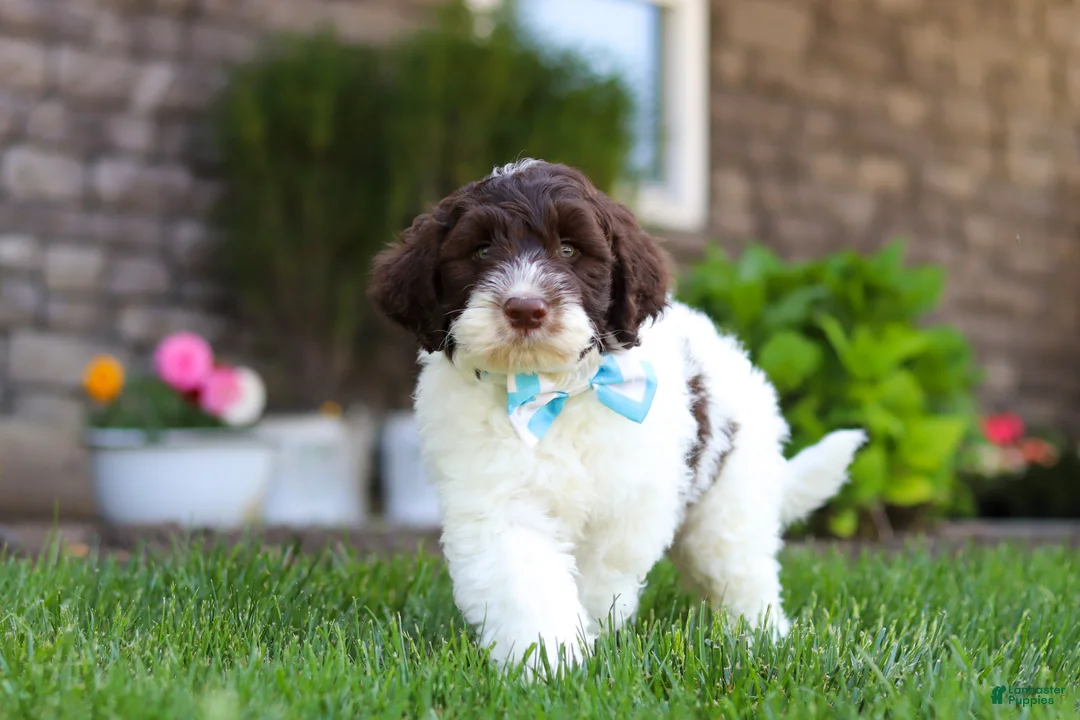 Portuguese Water Dog dogs for sale: Charlie - Ad 1