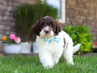 Portuguese Water Dog dogs for sale: Charlie - Ad 2