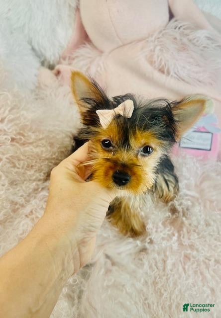 Yorkshire Terrier dogs Yorkshire Terrier Puppy Financing - Ad 19