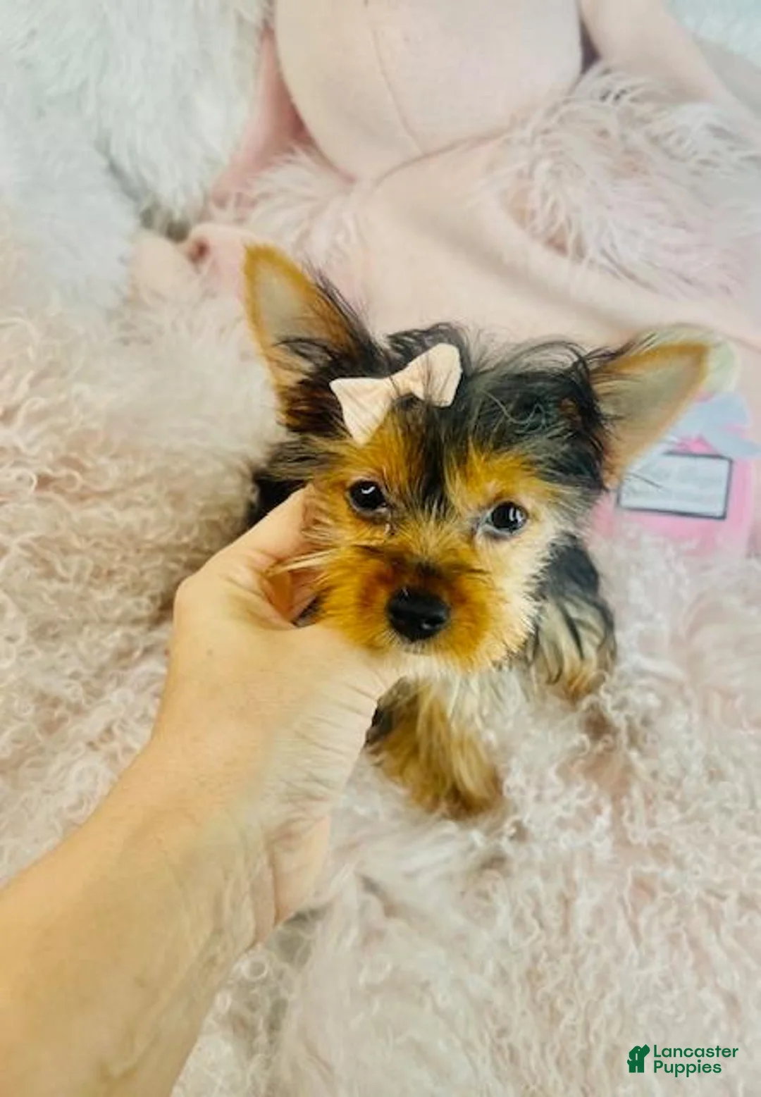 Yorkshire Terrier dogs for sale: Yorkshire Terrier Puppy Financing - Ad 1