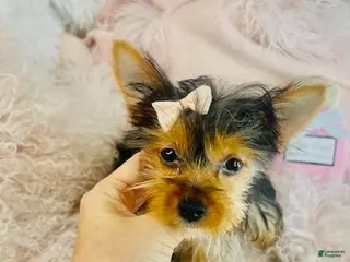 Yorkshire Terrier dogs Yorkshire Terrier Puppy Financing - Ad 19