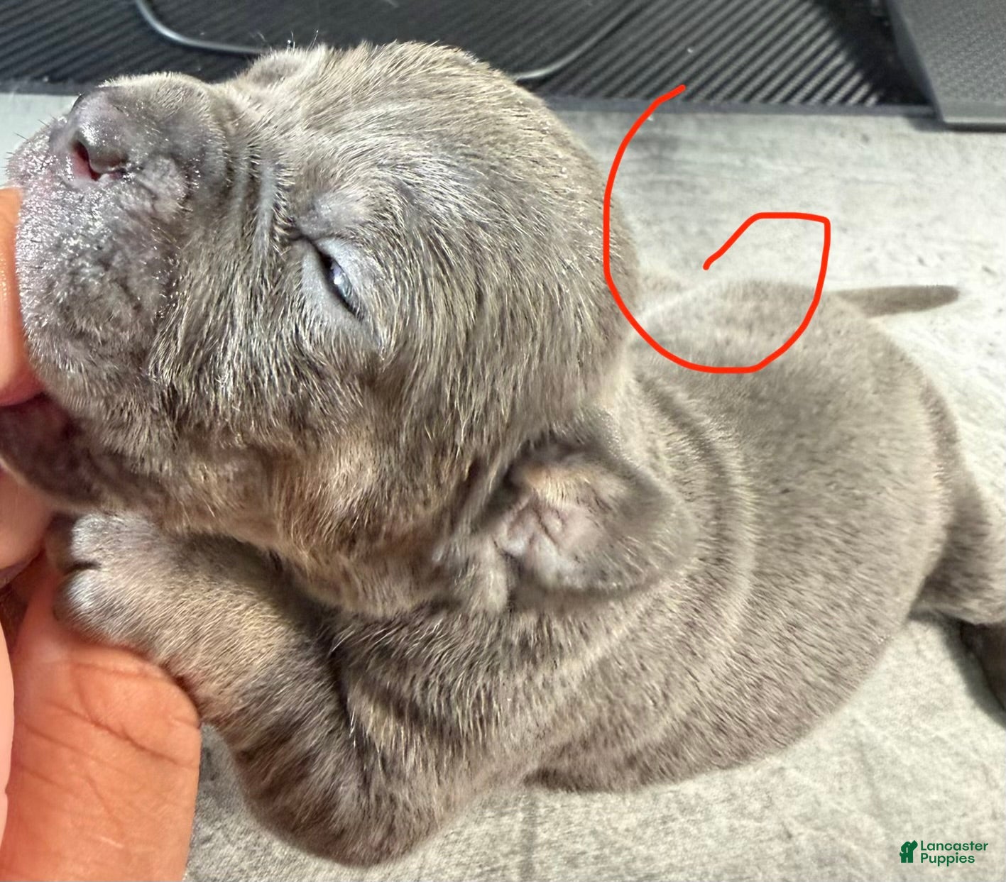 Cane Corso dogs Daisy - Ad 1