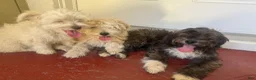 Maltipoo dogs for sale: Maltipoo 1 - Ad 6