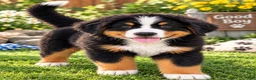 Bernese Mountain Dog dogs for sale: Blake Male ICA Bernese Mountain Dog - Ad 4