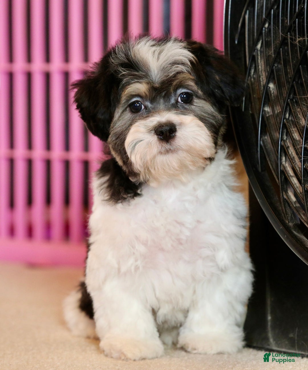 Shihpoo dogs for sale: Mia - Ad 17