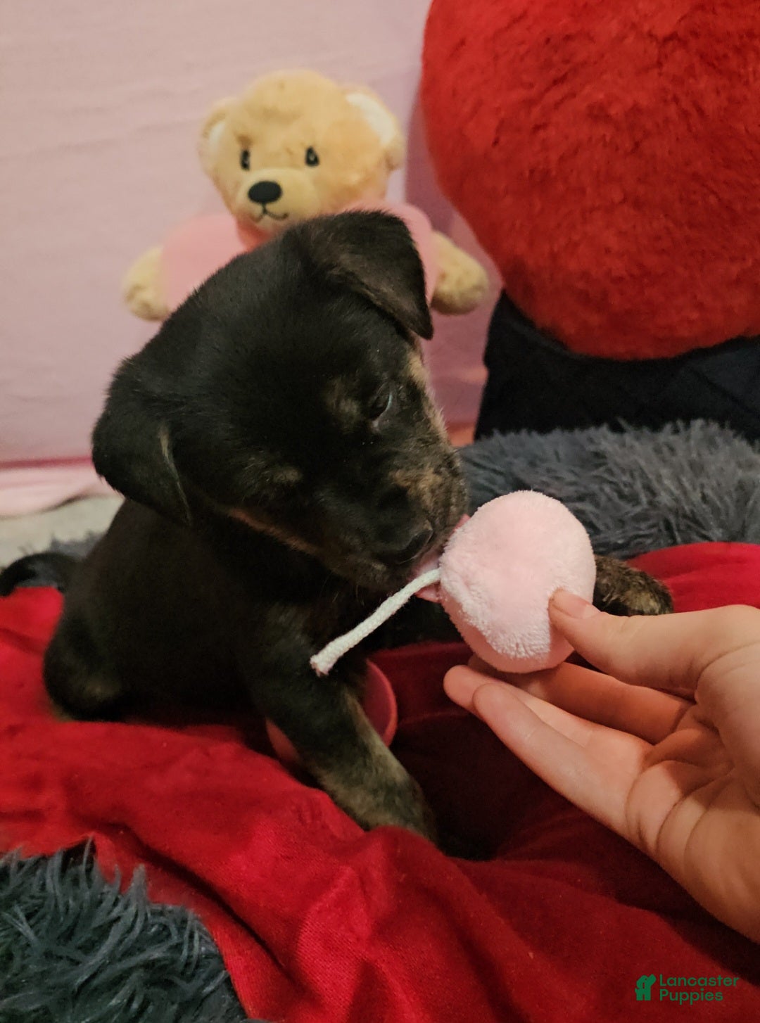 Mixed Breed dogs for sale: Nala - Ad 4