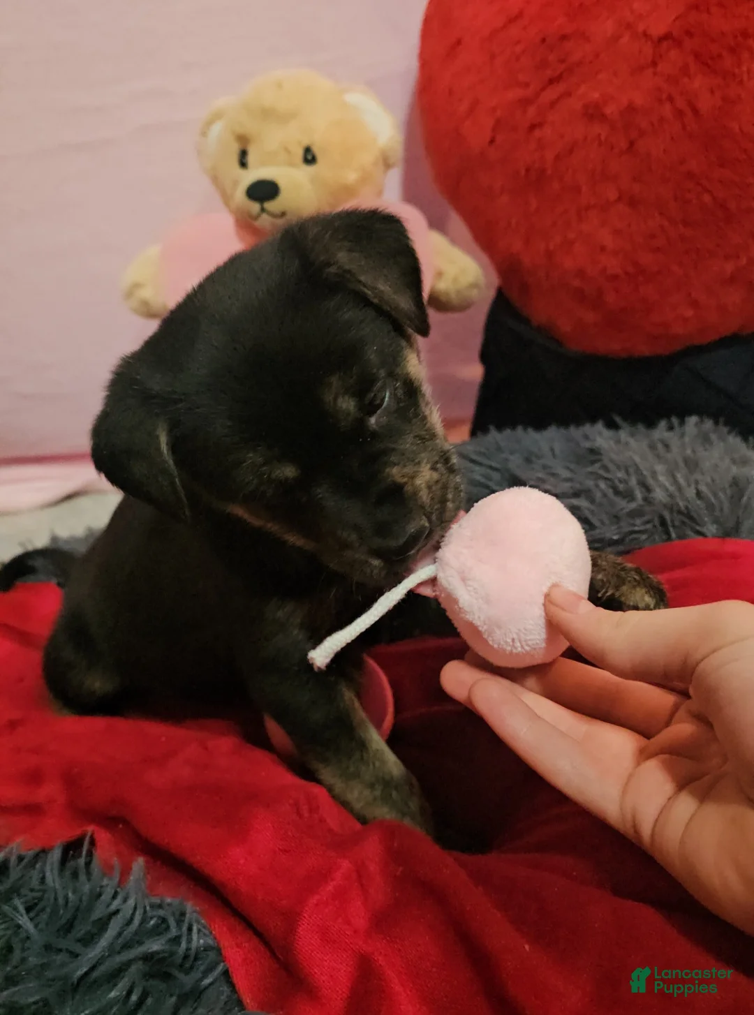 Mixed Breed dogs for sale: Nala - Ad 1