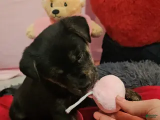 Mixed Breed dogs for sale: Nala - Ad 4