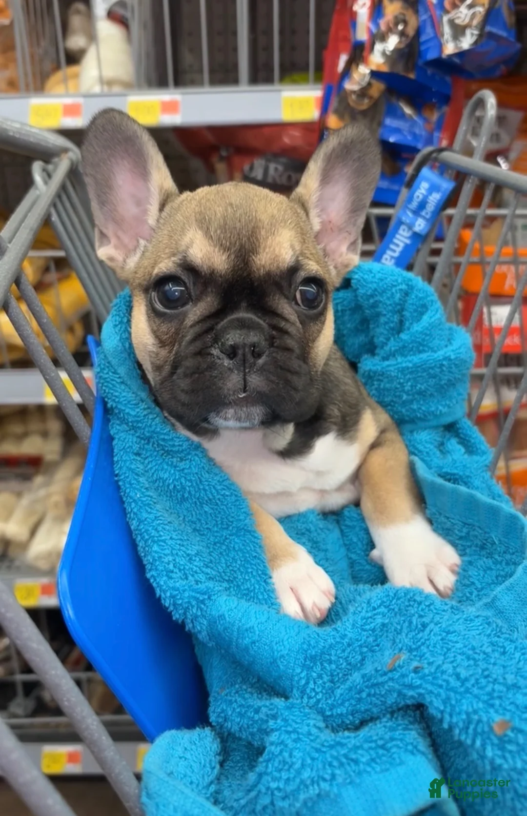 French Bulldog dogs for sale: French Bulldog 2 - Ad 2