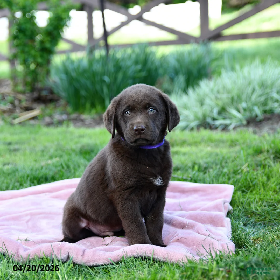 Labrador Retriever dogs for sale: Edge - Ad 5