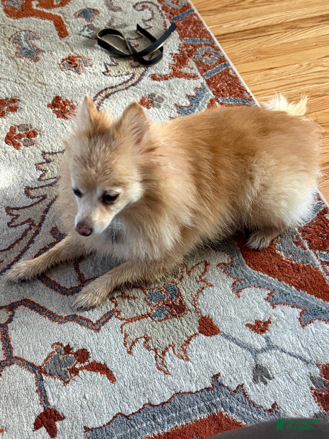 Pomeranian dogs for sale: Pomeranian Puppy 1 - Ad 17