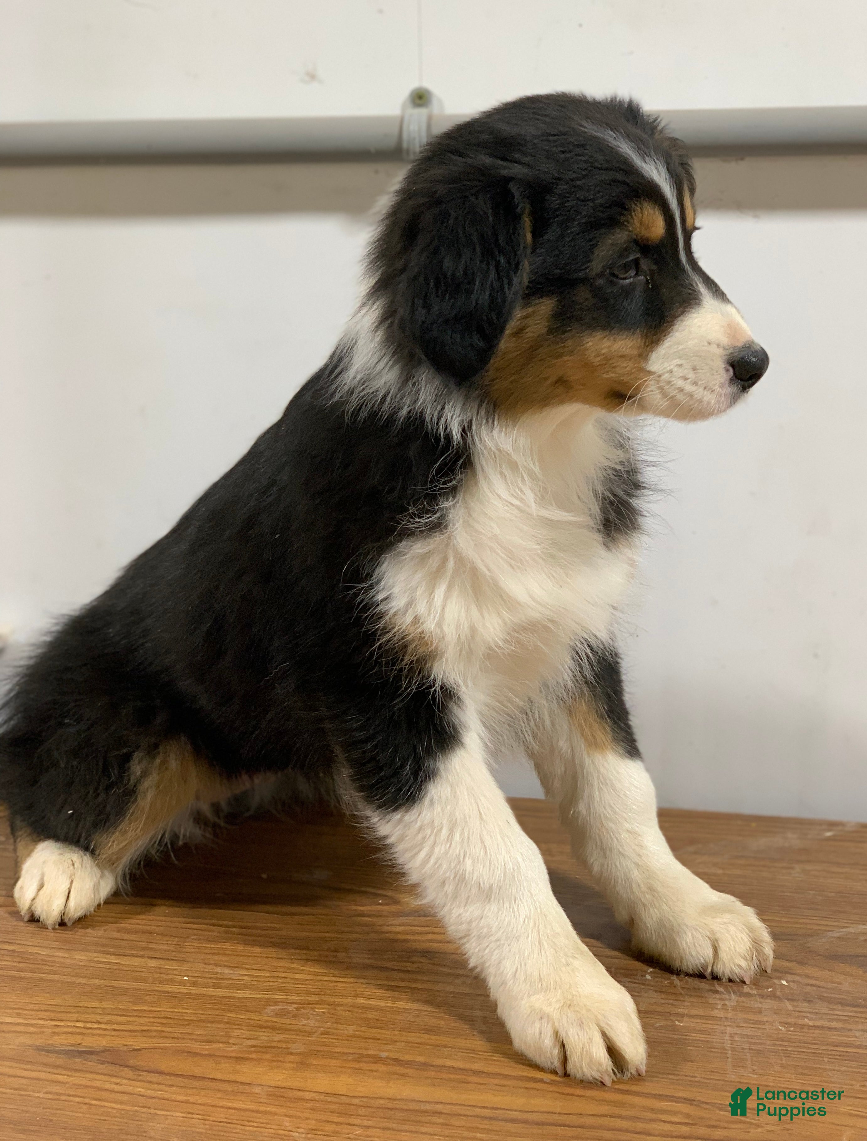 Australian Shepherd dogs Aspen - Ad 1