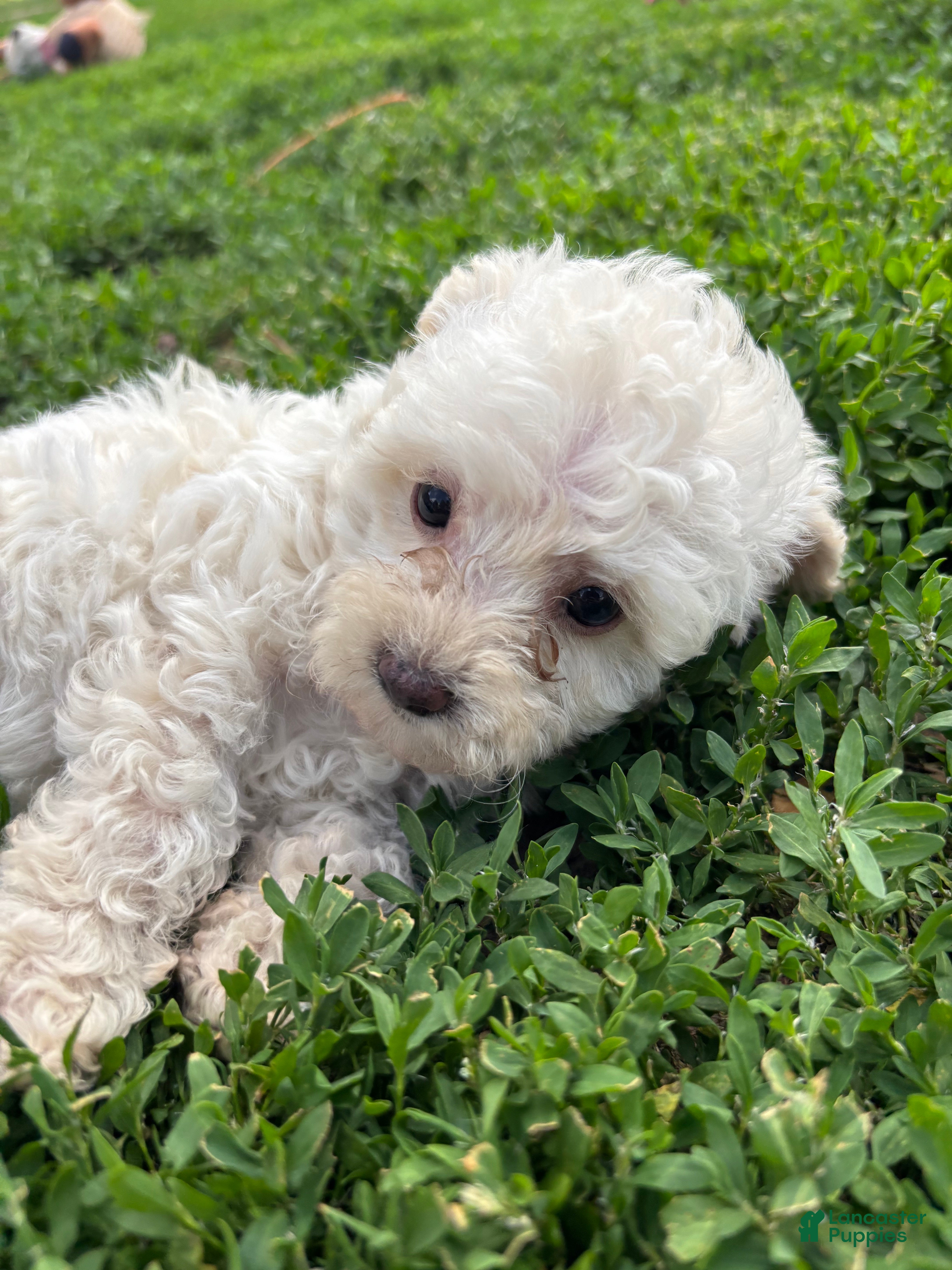 Yorkiepoo dogs Onyx - Ad 1