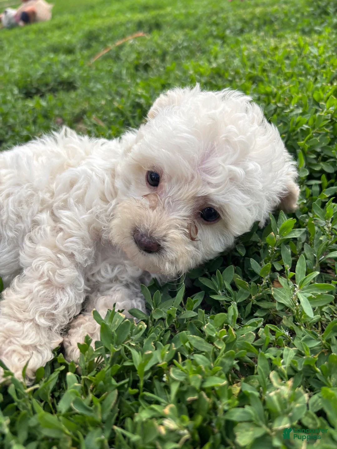 Yorkiepoo dogs for sale: Onyx - Ad 1