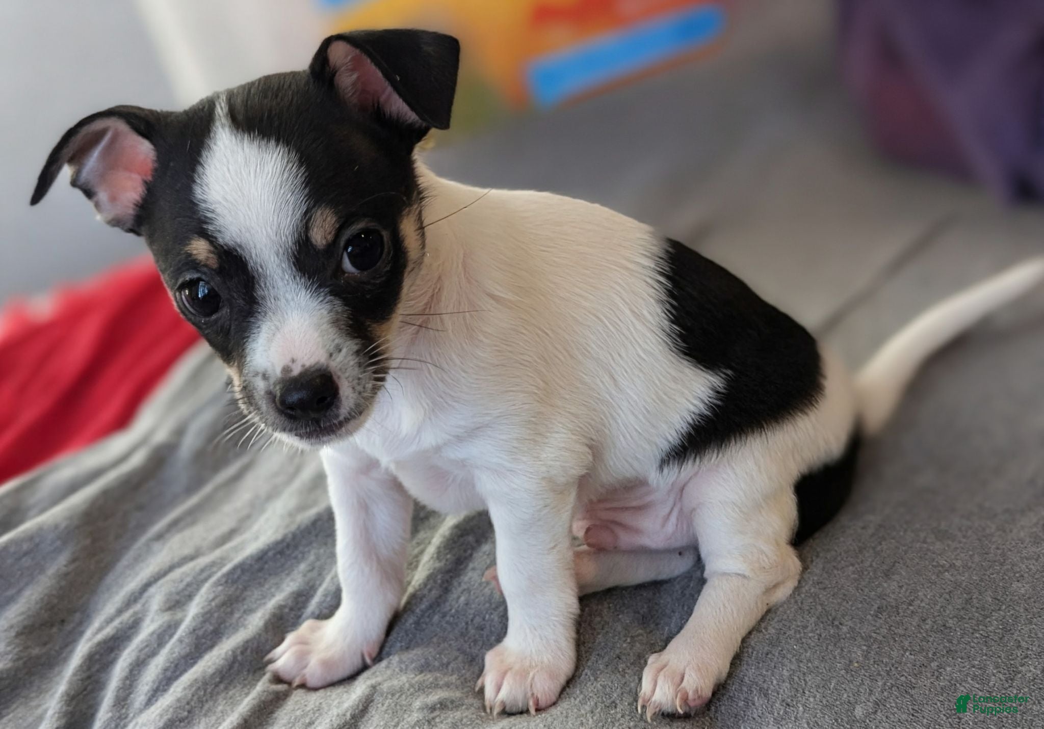 Mixed Breed dogs Cookie - Ad 5
