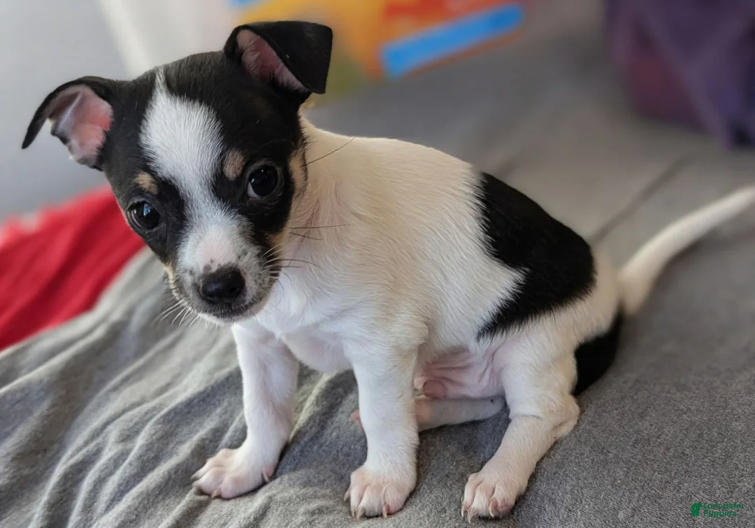 Mixed Breed dogs for sale: Cookie - Ad 1