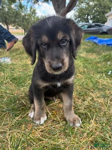 Mixed Breed dogs Einstein - Ad 30