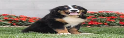 Bernese Mountain Dog dogs for sale: Brady (Genetically Clear) Bernese Mountain Dog  - Ad 4