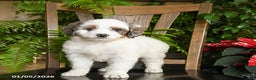 Mini Bernedoodle dogs for sale: Tango - Ad 4