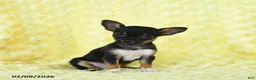 Chihuahua dogs for sale: Rosebud - Ad 1