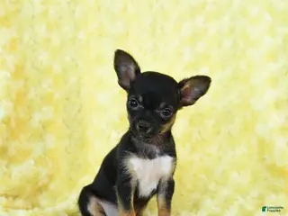 Chihuahua dogs Rosebud - Ad 10