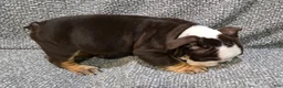 English Bulldog dogs for sale: Motley - Ad 4