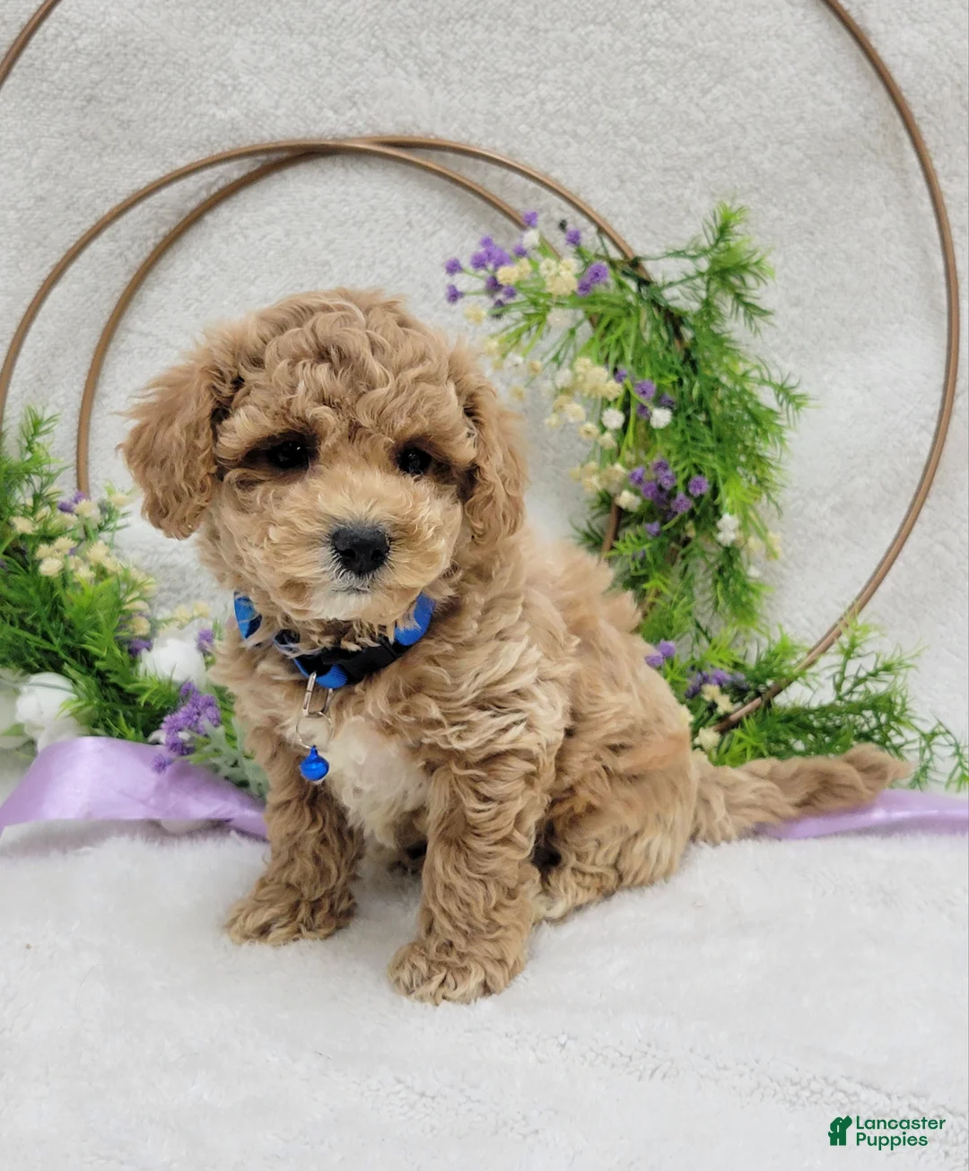 Maltipoo dogs for sale: Benji - Ad 2