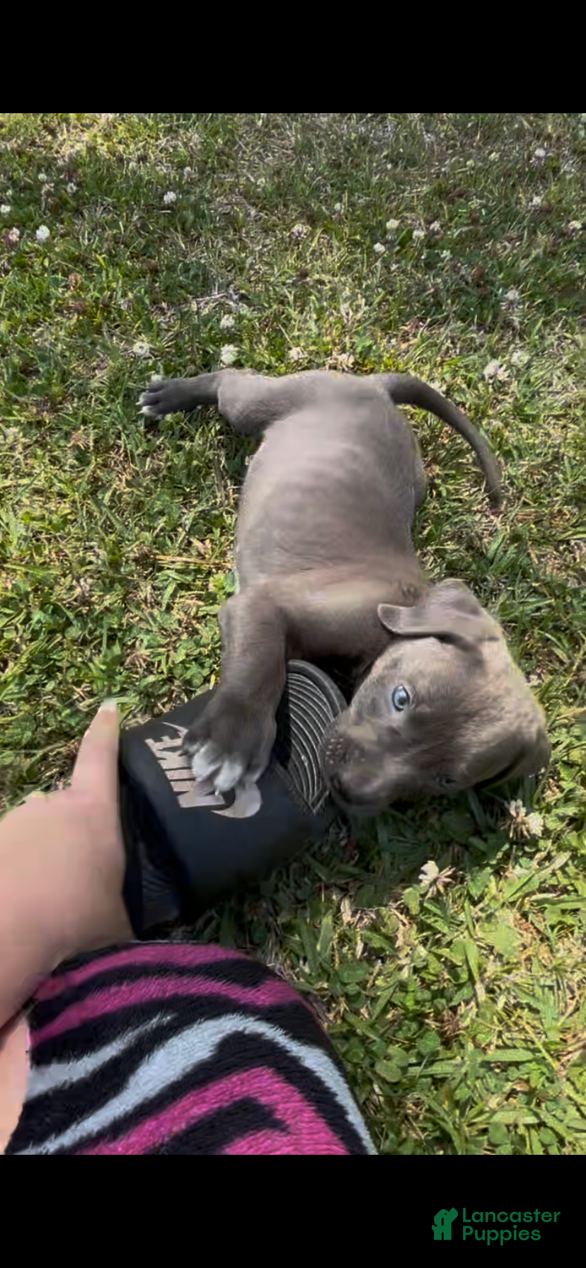 Mixed Breed dogs for sale: Mixed Breed Puppy 1 - Ad 1