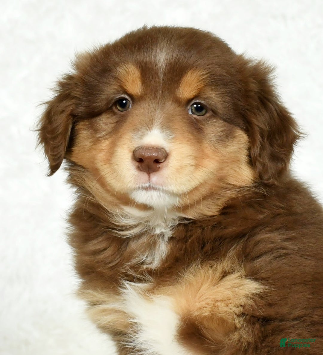 Australian Shepherd dogs for sale: Connie - Ad 9