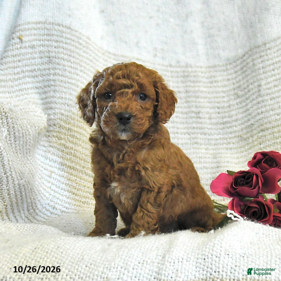 Cockapoo dogs for sale: Calvin - Ad 1