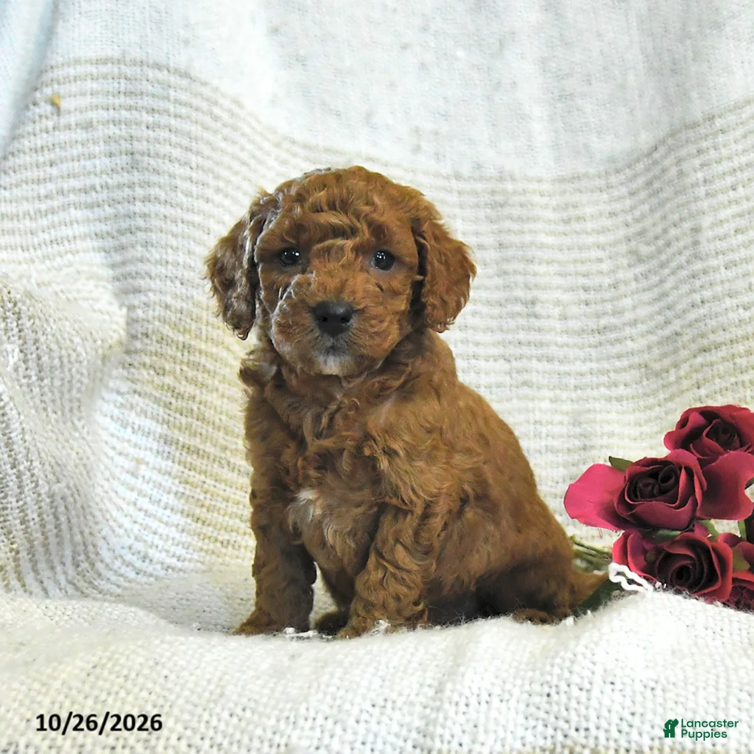 Cockapoo dogs for sale: Calvin - Ad 1