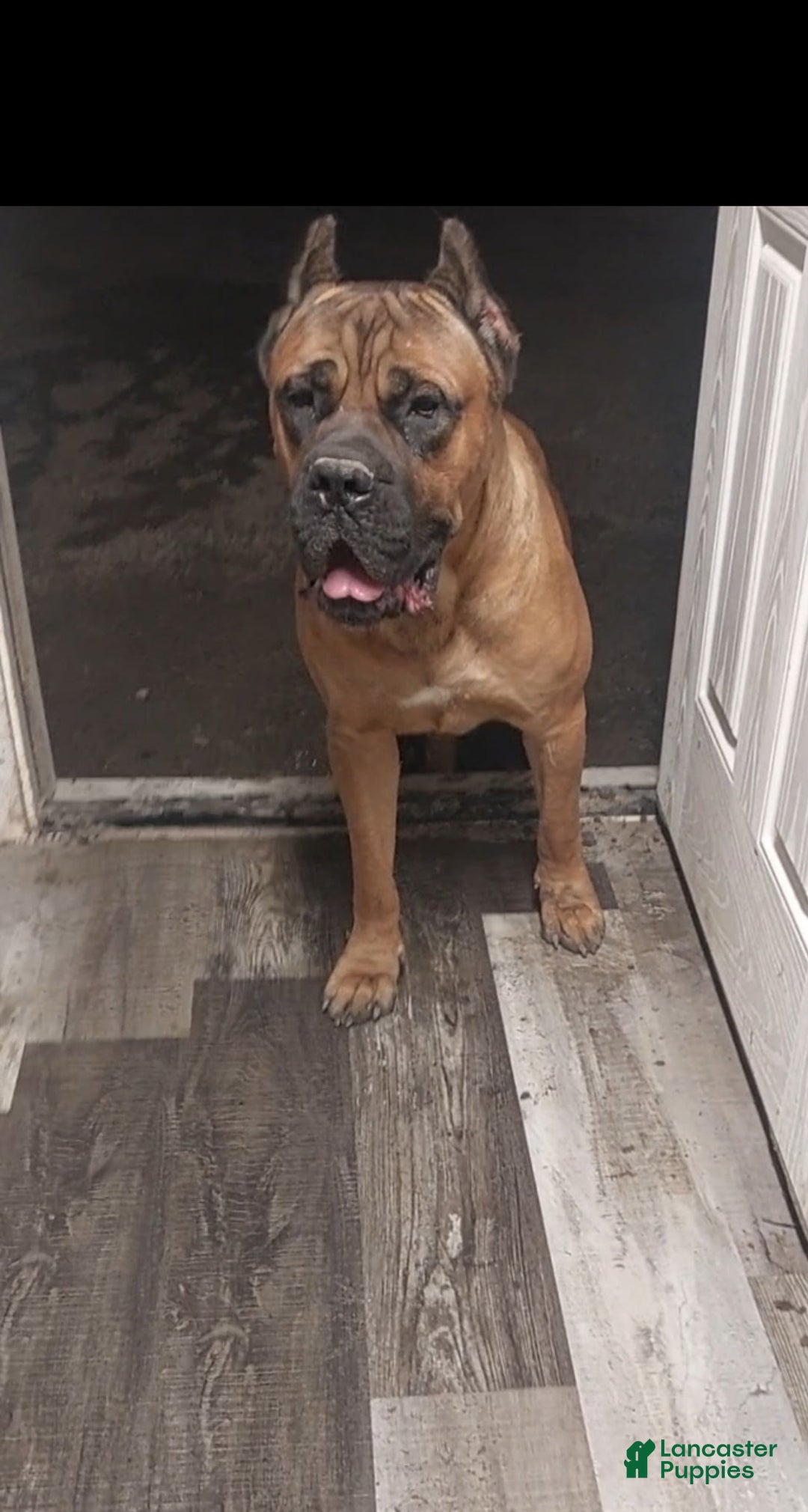 Cane Corso dogs for sale: Cane Corso Puppy 1 - Ad 3