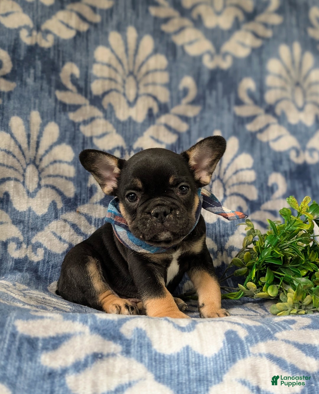 French Bulldog dogs for sale: Nadia - Ad 20