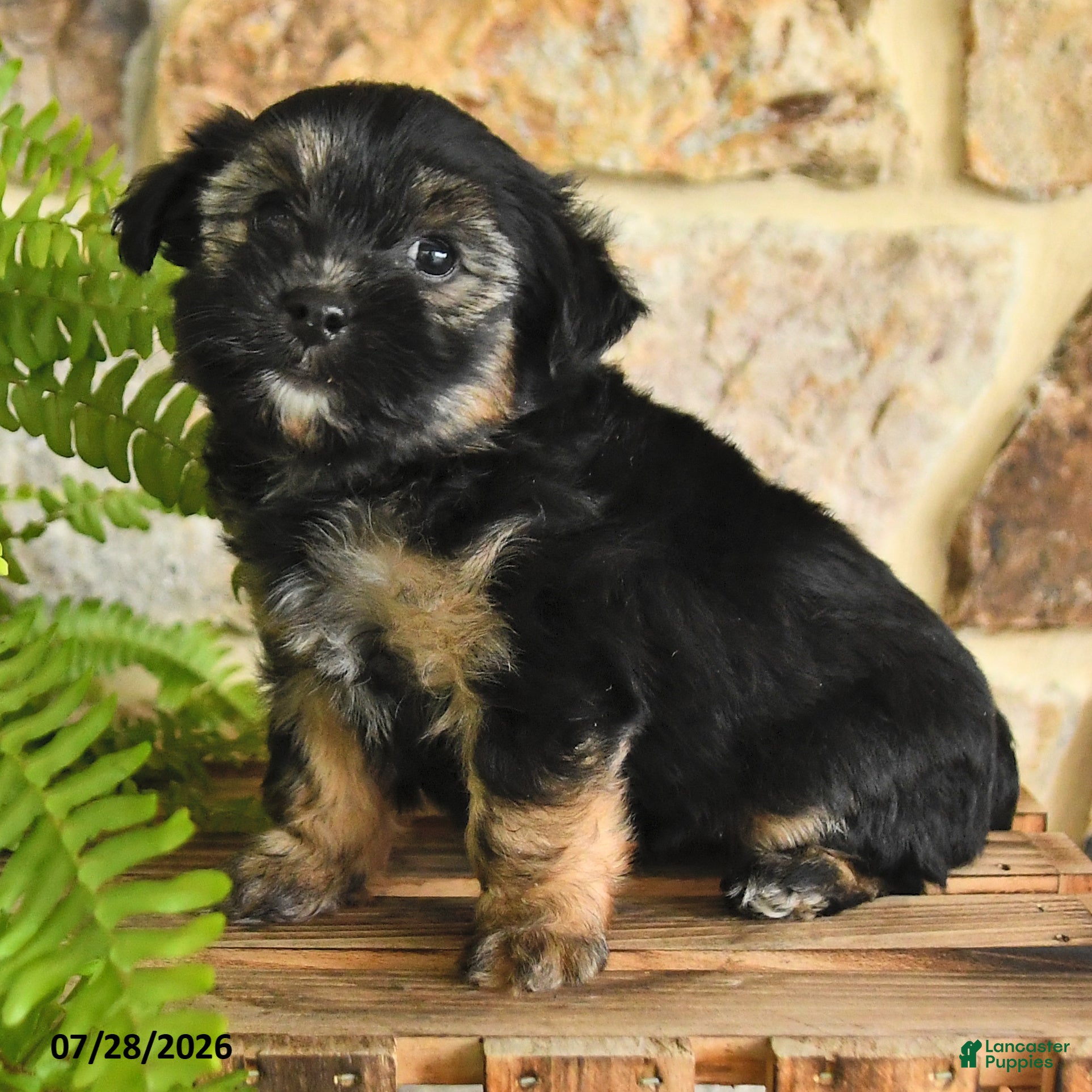 Mixed Breed dogs Gabby - Ad 2