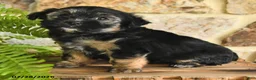 Mixed Breed dogs for sale: Gabby - Ad 2