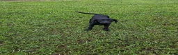 Labrador Retriever dogs for sale: Luna  - Ad 6