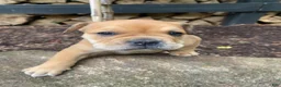 Mixed Breed dogs for sale: Layla - Ad 10
