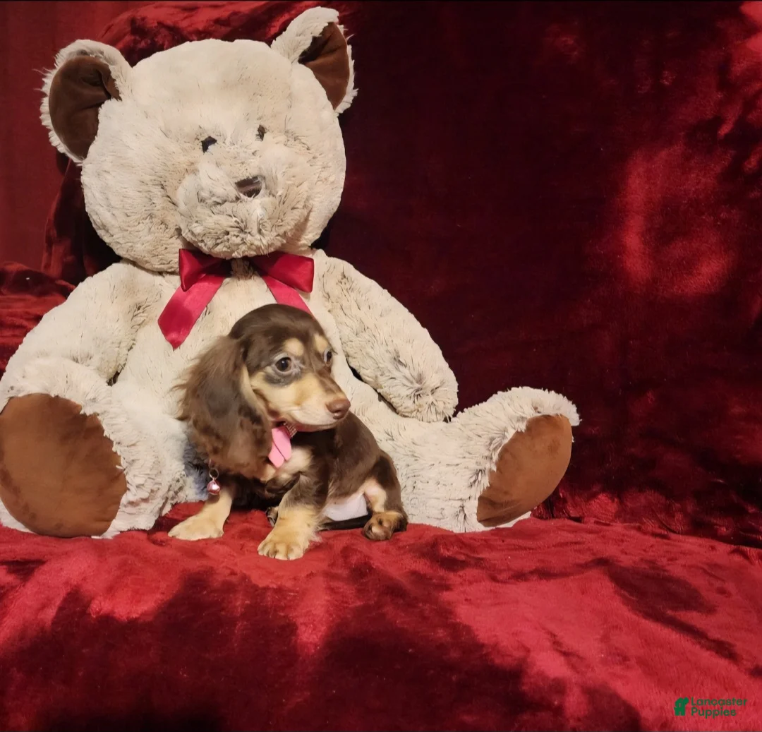 Miniature Dachshund dogs for sale: COCOA - Ad 2